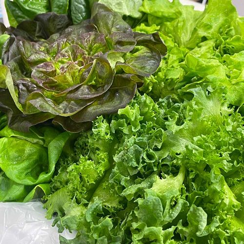 유러피안 채소 1kg 친환경 무농약 샐러드 채소 4~5종