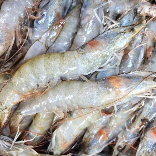 수산잇츠 냉동 흰다리새우, 2개, 500g(15미)