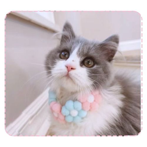 심아트 애견 케이프 스카프 파스텔 플라워 고양이 넥카라 미디움, 1개, 플라워케이프 노흰