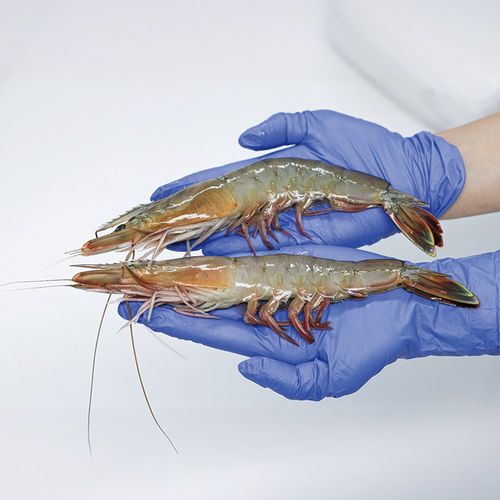 대천어가 국내산 버터플라이 대하 새우, 1개, 400g