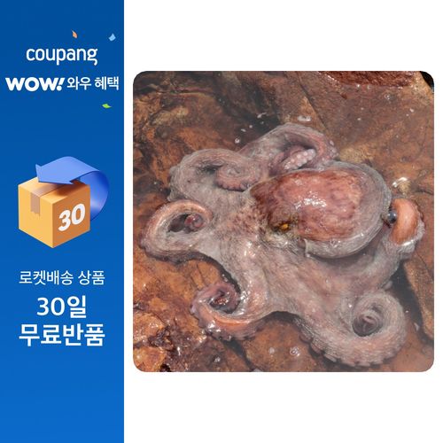 통영 최상급 문어 자연산 생물 돌문어, 1개, 돌문어1kg(1~4마리)