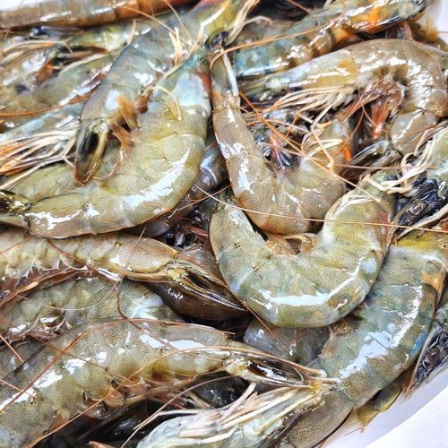수산잇츠 냉동 흰다리새우, 3개, 2kg