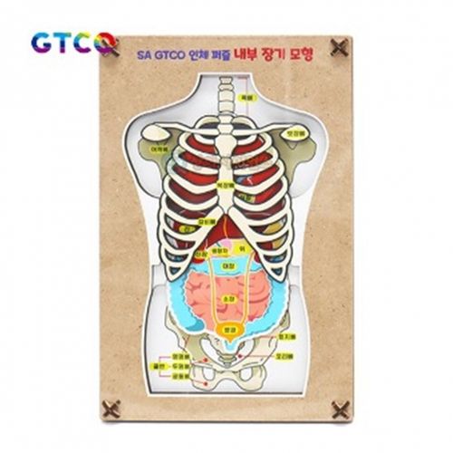 인체 퍼즐 내부장기모형(3pcs)(1인용) 5800