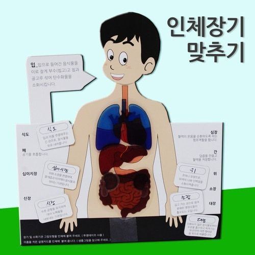 인체장기 맞추기 5인