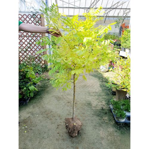 황금회화나무 3년생 분묘, R3점 분묘 조경수 관상수 정원수, 1개