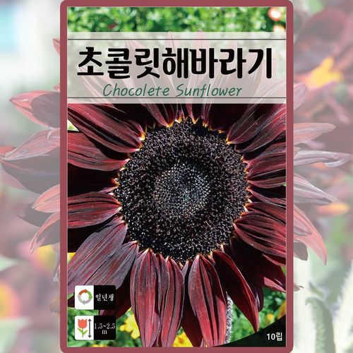 초콜릿해바라기 씨앗 10립 해바라기 일년생 꽃씨 종자