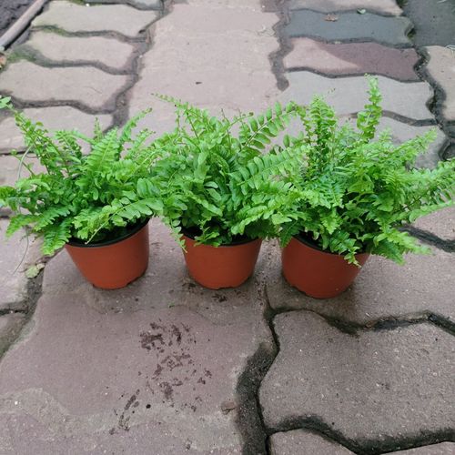 3개 특가 보스턴고사리 소품 플랜테리어 15~25cm 35