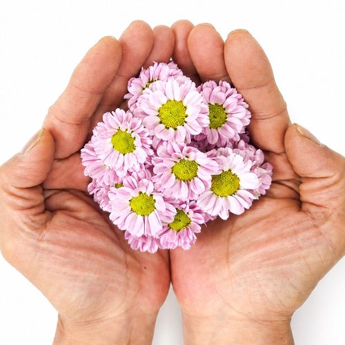 푸레아 국내산 분홍 소국화 1팩 50송이